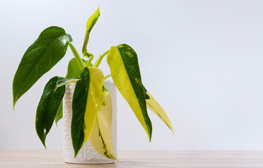 Philodendron Siam Sunrise in white ceramic pot on white background. Beautiful indoor plant with variegated leaves on wooden table. Houseplant care. Selective focus. Close-up. Copy space