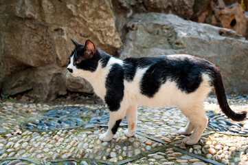 A black and white stray cat in the park
