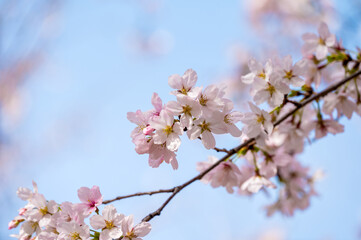 Close up of cherry blossoms on the branches in spring