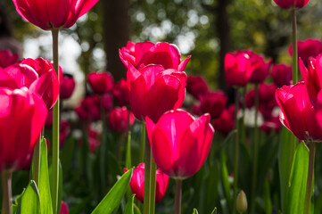 Fototapeta premium Red tulips blooming in the park in spring