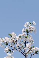 Close-up of cherry blossoms on branches against a pure blue sky background