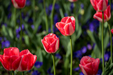 Red tulips blooming in the park in spring