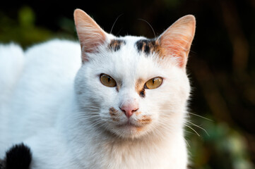 Close up of the face of a cat