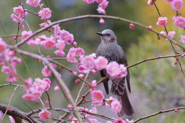  ピンクの枝垂れ梅の花の枝に止まるヒヨドリ