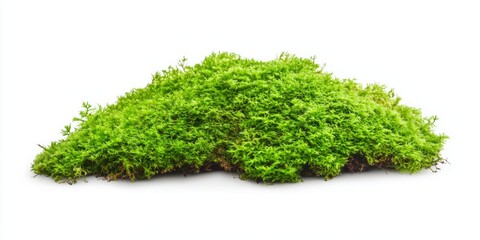 Fototapeta premium A vibrant green moss patch isolated on a clean white background, showcasing the natural beauty and texture of moss. This image highlights organic growth and the eco-friendly aspects of nature, making 