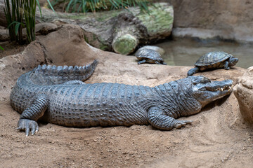 cocodrilo