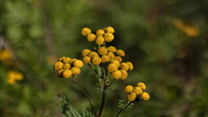 Hintergrund Rainfarn gelb Blume Blüte blühen Feldweg Feldrand Blumenwiese wiese Felder Land Natur Detail Nahaufnahme 