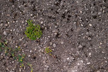 Green Plant Growing Out Of Crack In Concrete - Perseverance Concept