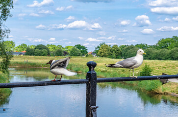 Seagulls standing on a fence