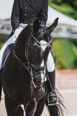 Vertical portrait of a black horse in close-up. Influence of the rider on the horse with rein
