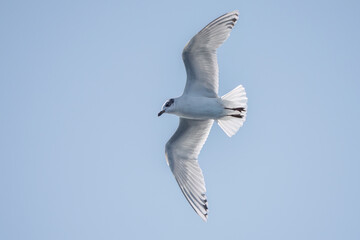 A Mediterranean seagull flying over a wavy blue sea.