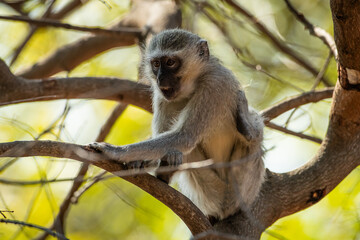 Vervet monkey in a tree