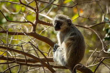 Vervet monkey in a tree
