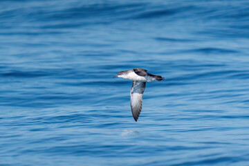 A shearwater diving in the background on a wavy blue sea.