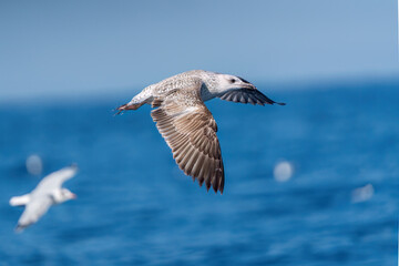 A seagull flapping its wings on a blue sea