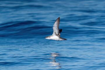 A shearwater diving in the background on a wavy blue sea.