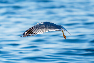 A seagull flapping its wings on a blue sea