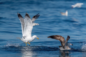  Yellow-legged gulls hunting over the sea.