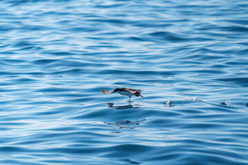 A shearwater diving in the background on a wavy blue sea. Flu Photo