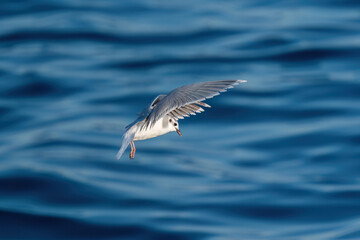 A Mediterranean seagull flying over a wavy blue sea.