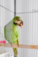 green parrot in a cage