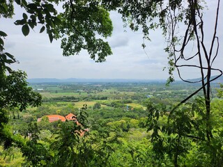 tree in the mountains of thailand
