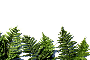 Green juicy fern leaves lie on a white background.	