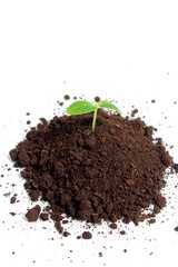 A sprout grows on a small mound of soil on a white background.	