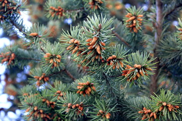 Background of fir tree branches with growing small cones.