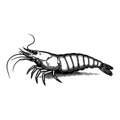 Detailed Vintage Illustration of a Shrimp or Prawn in Black and White Retro Engraving Art