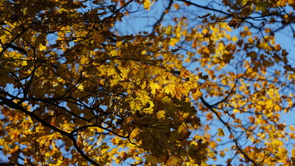 The colorful forest view in the natural park in autumn
