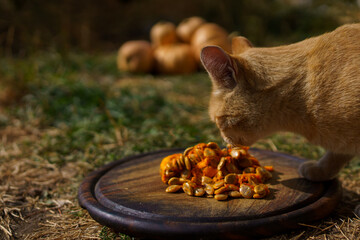 red cat eats sweet pumpkin pulp
