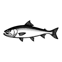 Fototapeta premium Detailed Vintage Cod Fish Engraving Illustration in Black and White Retro Graphic Art Style