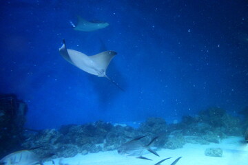 A woman's hand holds a bouquet of yellow dandelion flowers.	