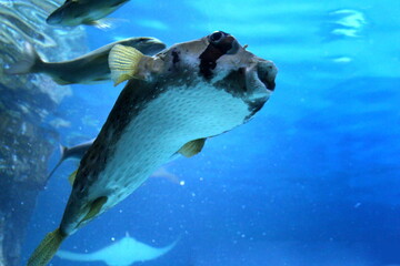 Large aquarium with swimming puffer fish.	