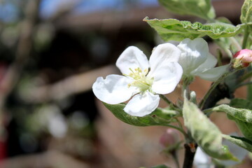 The apple tree flowers bloomed under the evening sunlight.	
