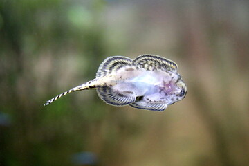 A small balitora fish swims in an aquarium at the zoo.