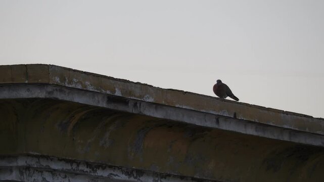 A pair of Asian brown turtle doves are feeling the love while sitting on the roof. beautiful couple of loving bird turtle doves
