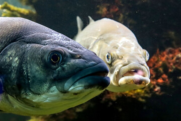 the masterful gaze of the fish