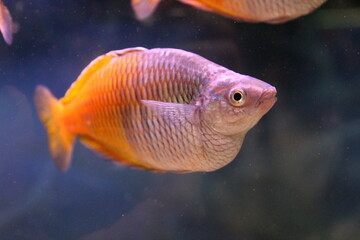 There is a fish with a yellow tail swimming in the aquarium.