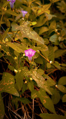 leaves and drops