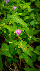 pink flower with drops
