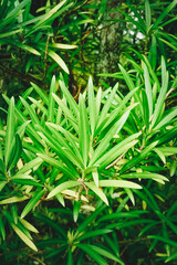 Bottlebrush or melaleuca citrina or callistemon citrinus plant beginning to blossom