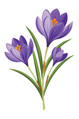 Fototapeta premium Crocus Branch With Flowers Vector Illustration On White Background Elegant Botanical Design