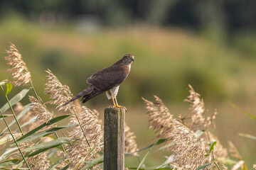 A sparrowhawk on a pole
