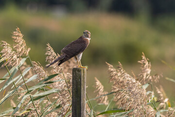 A sparrowhawk on a pole