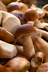 Freshly harvested boletus mushrooms, close-up. Porcini mushroom picking season 