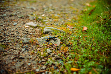 Feuersalamander 