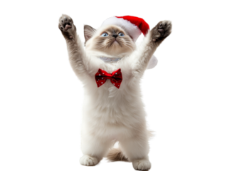 Fluffy Ragdoll kitten in a red Santa hat and bow tie standing on hind legs with raised paws isolated on white background, festive holiday pet portrait showing playful, Christmas celebration pose