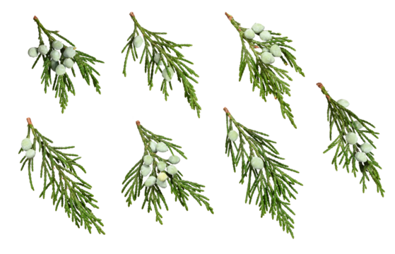 Tiny juniper sprigs with berries isolated on white background. Design element for Christmas arrangements, cards, frames, invitations, collages.